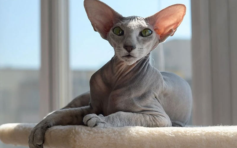 Sphynx de San Petersburgo