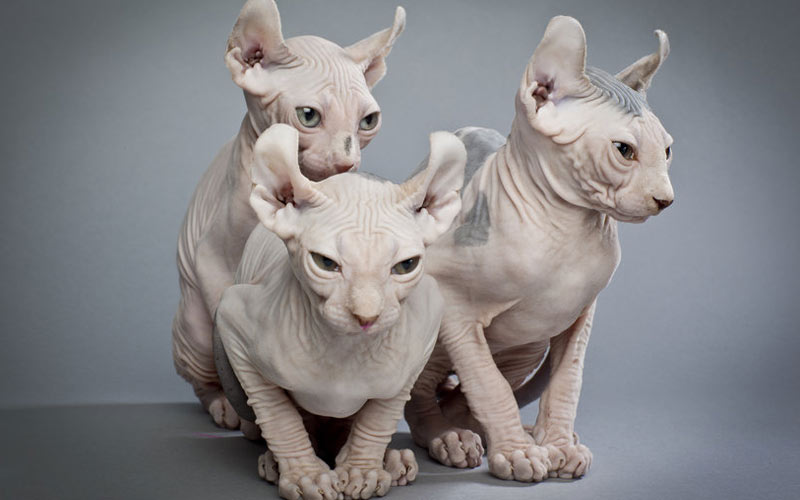 Elfo - razas de gatos sin pelo