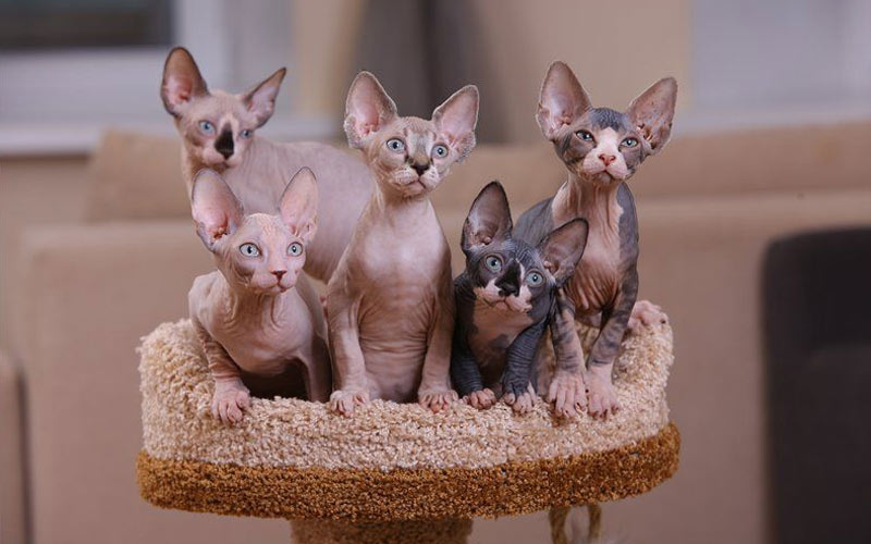 Cómo elegir un gatito sin pelo