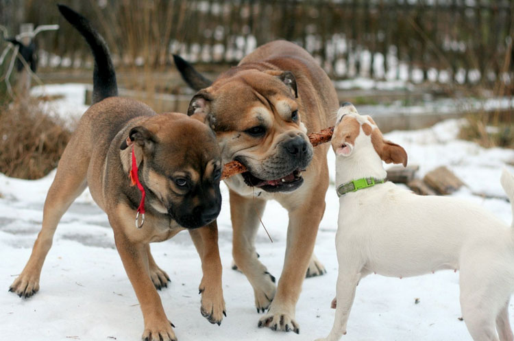 cachorros de mastín mallorquín