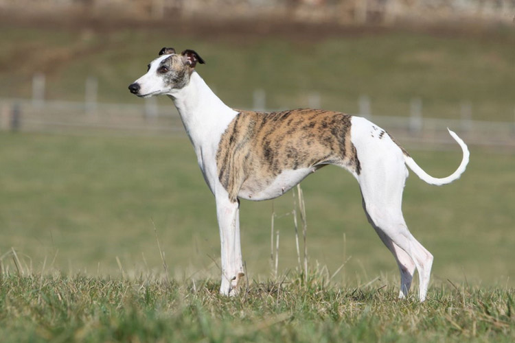 whippet raza de perros