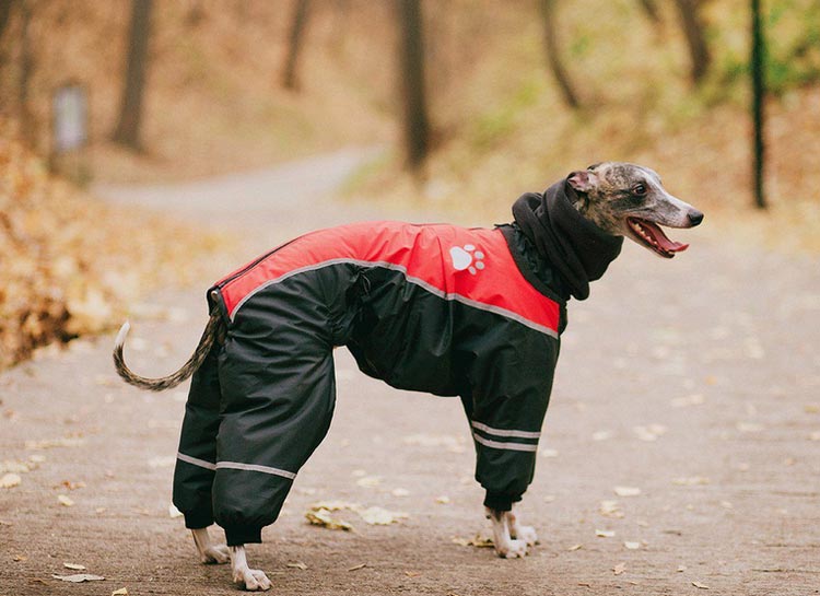 Ropa para el whippet
