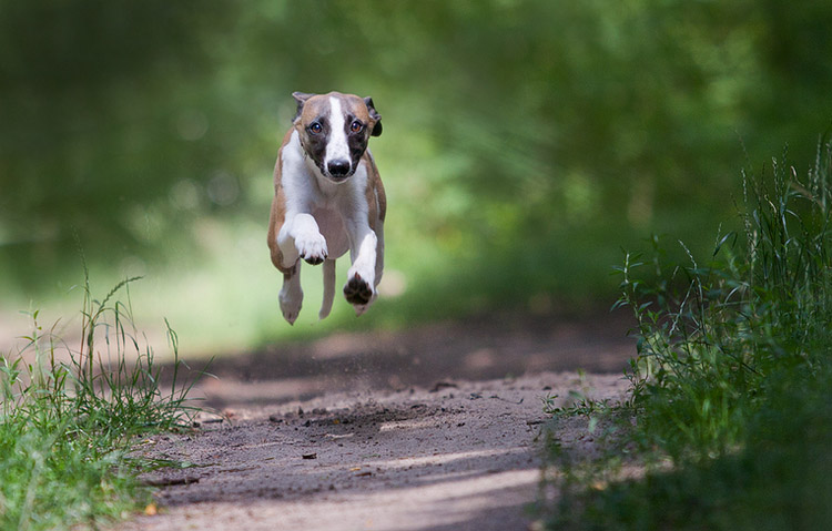 carreras de whippet