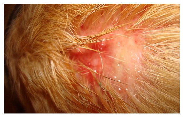 Eczema húmedo en perros