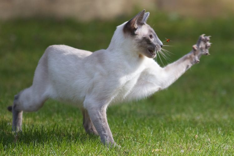 Gato cazando un insecto