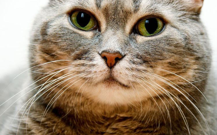 Gato con bigotes bonitos