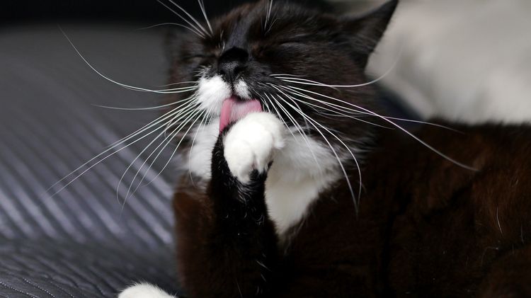 Gato con bigotes largos