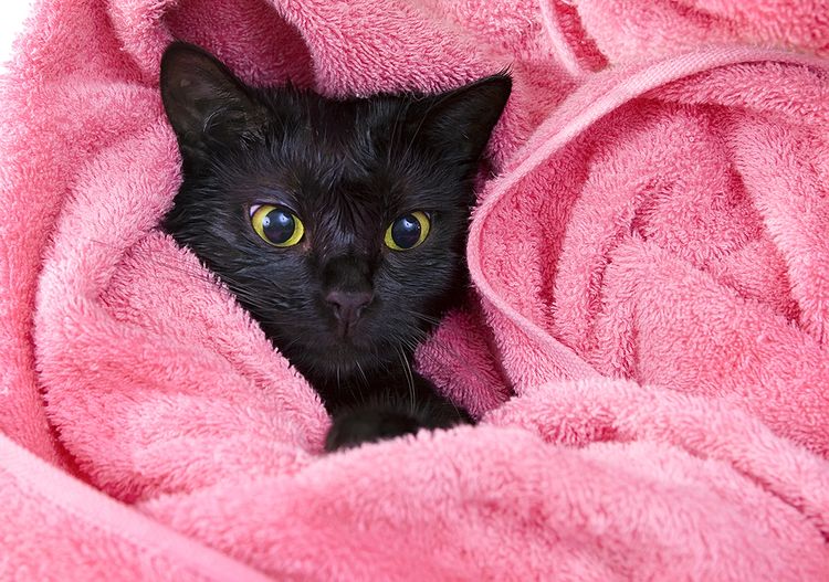 Gato negro en una toalla