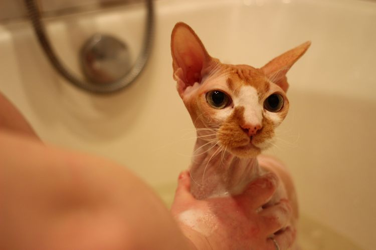 Baño del gato esfinge