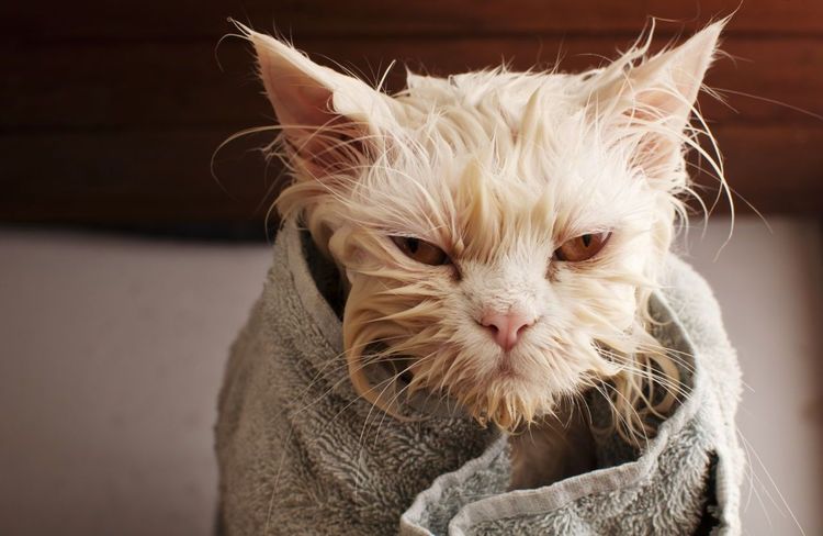 Baño del gato