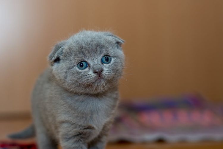 Gatito ahumado de orejas caídas