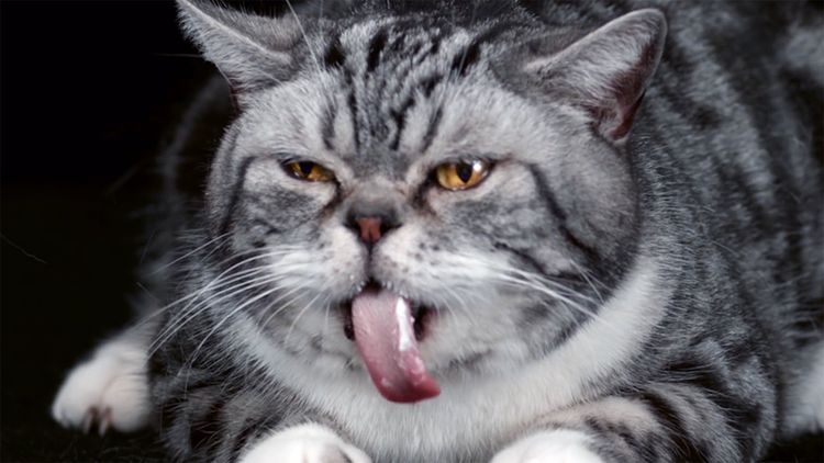 Grauer Kater mit heraushängender Zunge