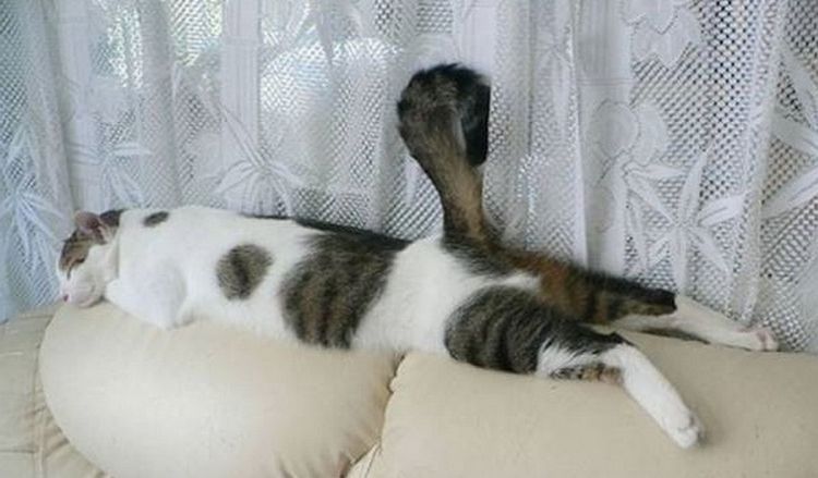 Der Kater schläft auf der Sofalehne.