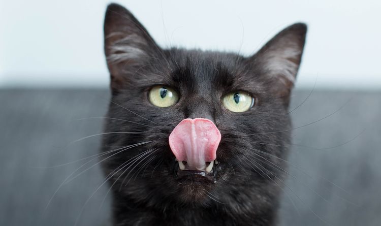 Der schwarze Kater leckt sich.