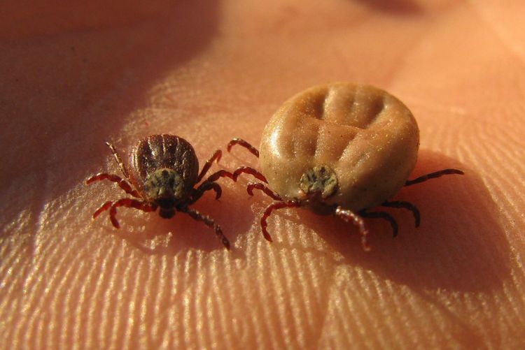 Garrapatas