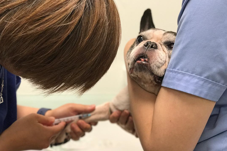 Extracción de sangre para piroplasmosis en un perro