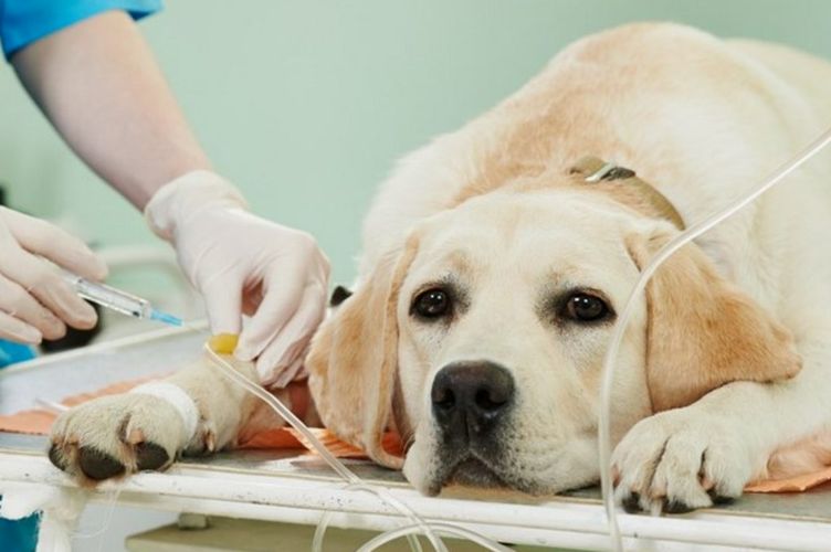 Babesiosis en perros