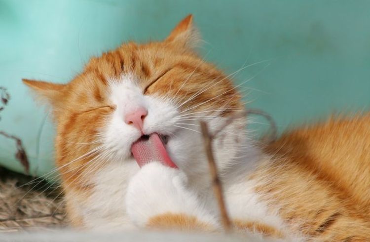 El gato se acicala