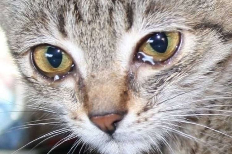 Die Augen der Katze tränen