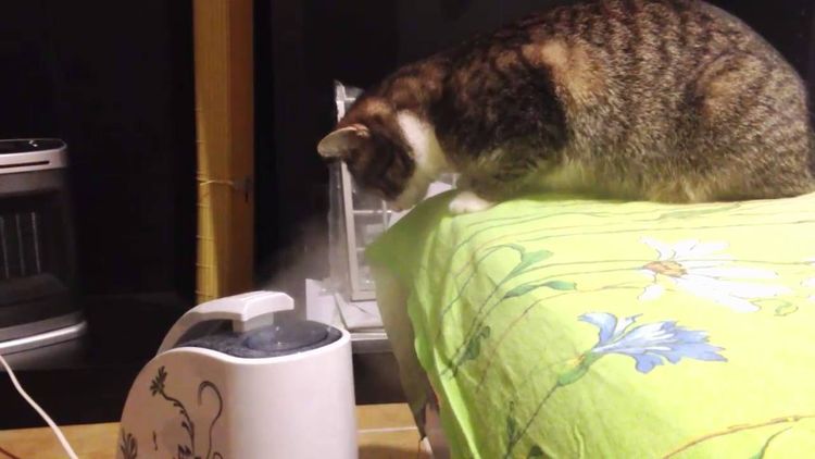 Die Katze und der Luftbefeuchter