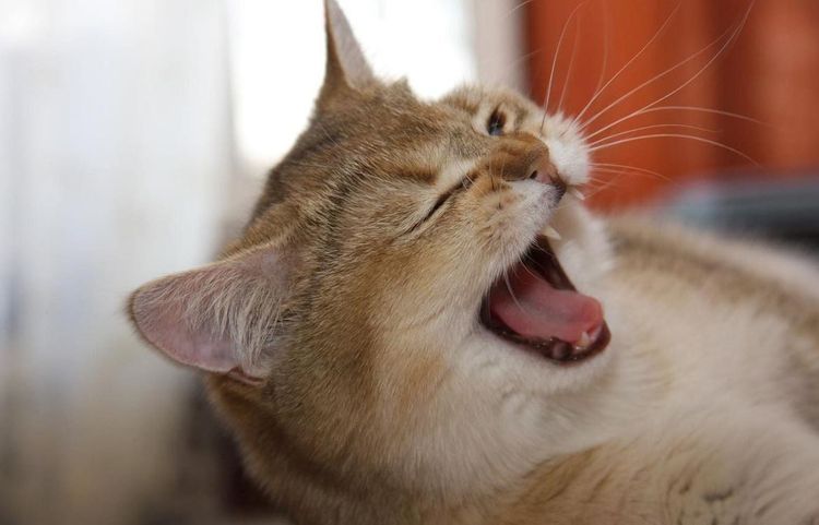 Rote Katze niest