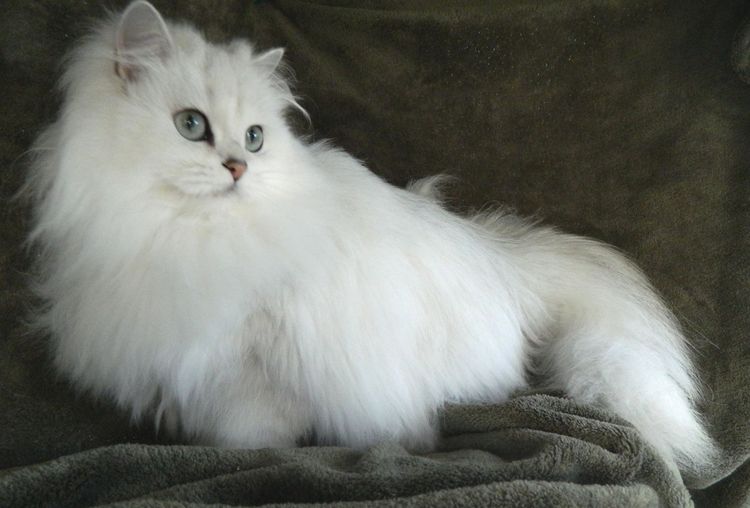 Gata blanca de pelo largo