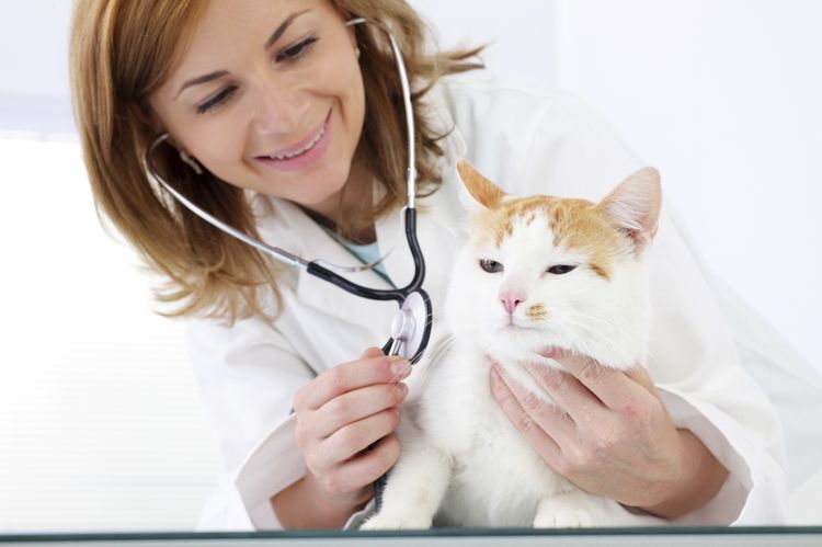El gato en la consulta del veterinario