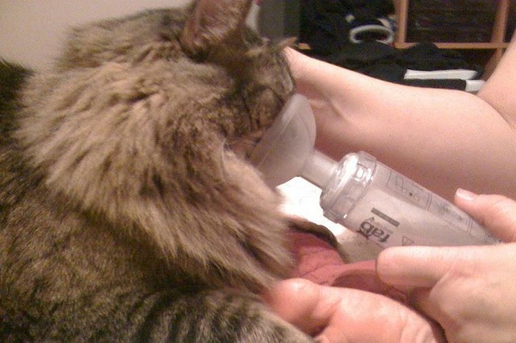 Gato con problemas pulmonares