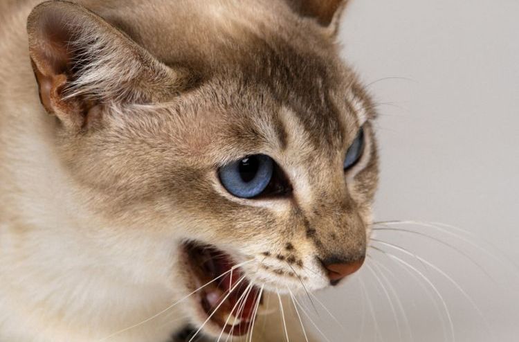 Gata con la boca abierta