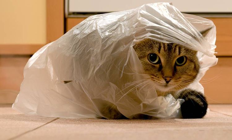 El gato se ha metido en la bolsa