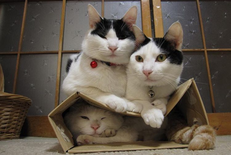 La gata se esconde de los gatos en la caja