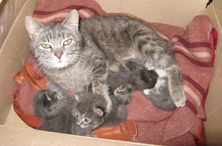 Gata con gatitos en una caja
