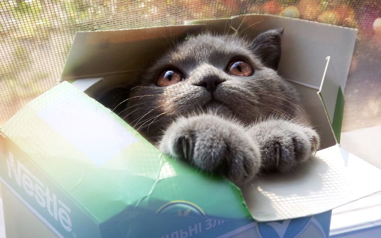 El gato se esconde en la caja