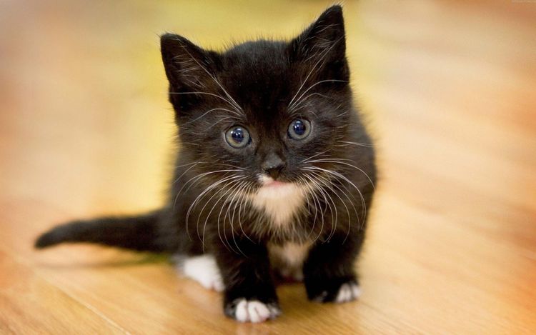 Gatito simpático