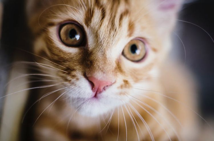 Die Nase der Katze