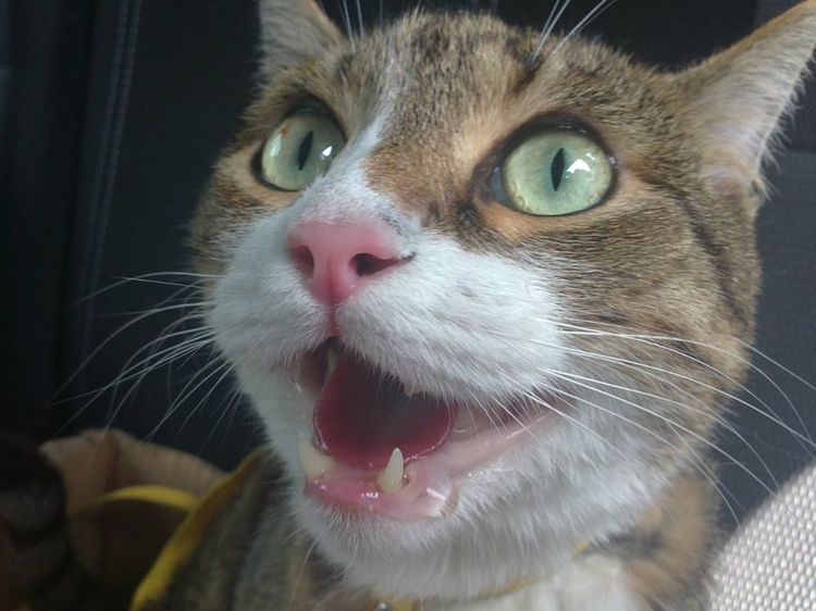 La gata babea