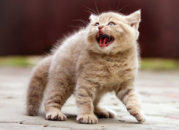 Gatito asustado