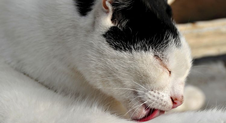 El gato se lame