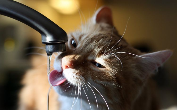 El gato bebe del grifo