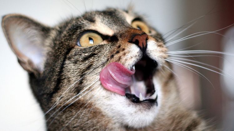 La gata se lame
