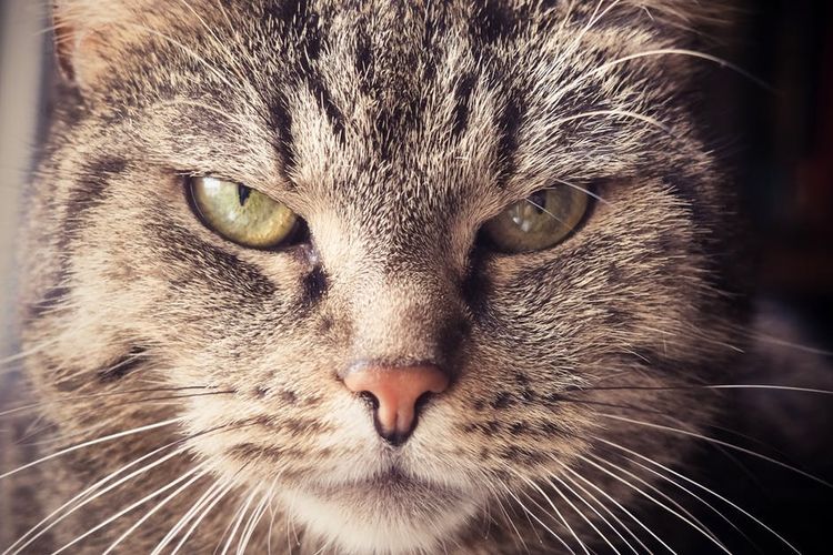 Gato con bigotes largos