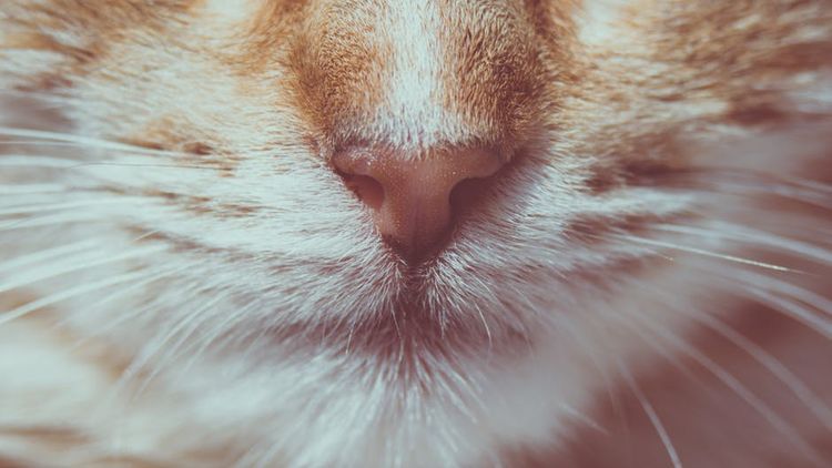 Bigotes de gato