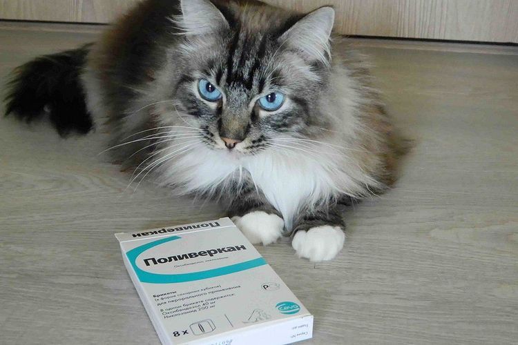 Polyverkan para gatos