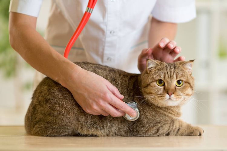 Gato en el veterinario