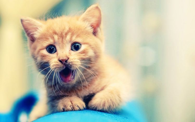 Gato sorprendido