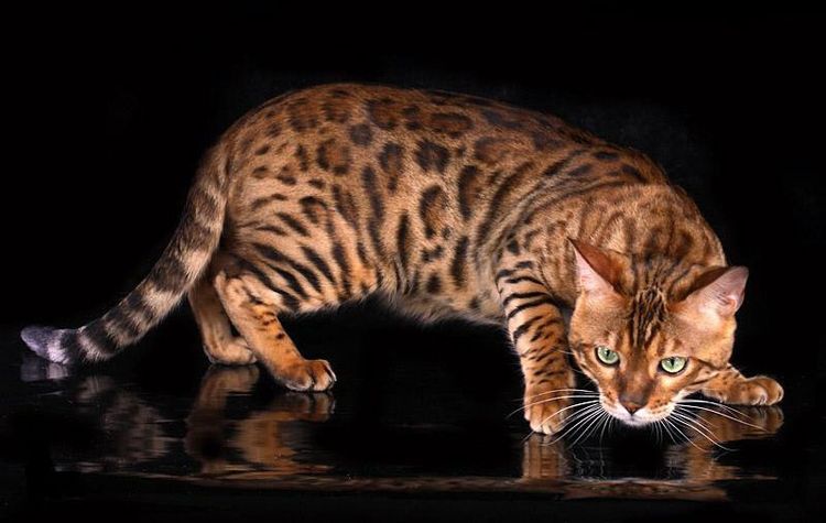Gato bengalí