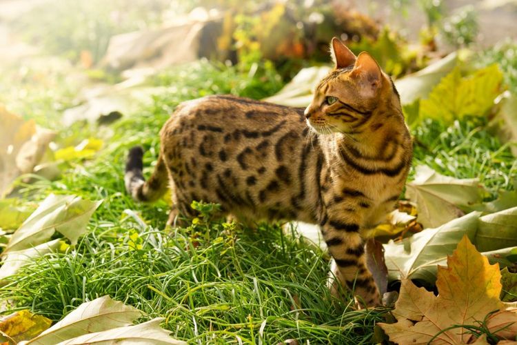 Gato moteado, como un leopardo