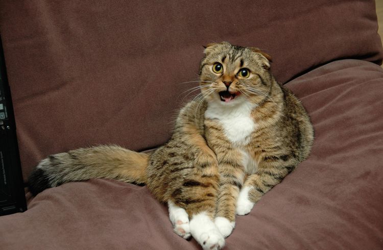 Gata escocesa