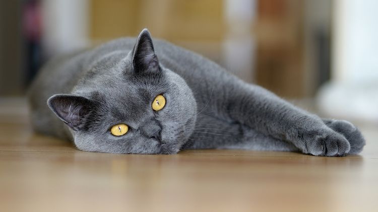 Gato británico