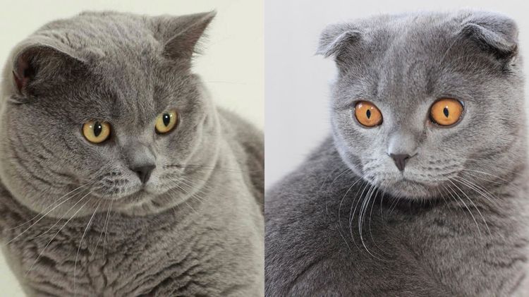 Gato escocés y gato británico